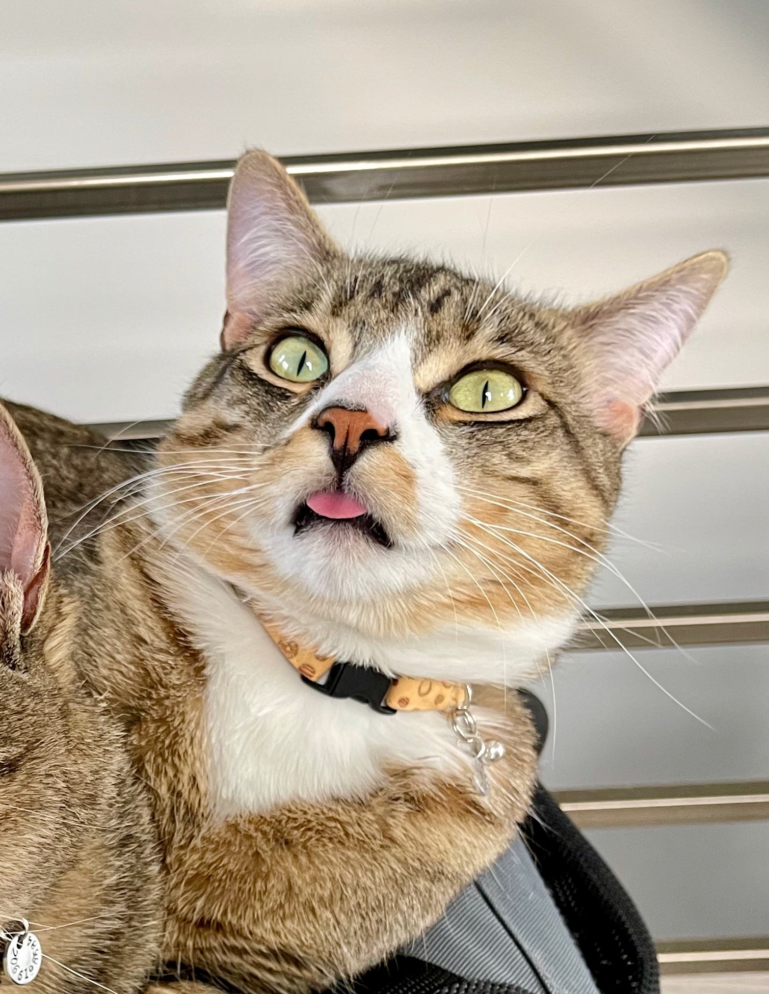 Pepper